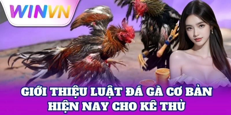 Giới thiệu Luật Đá Gà cơ bản hiện nay cho kê thủ