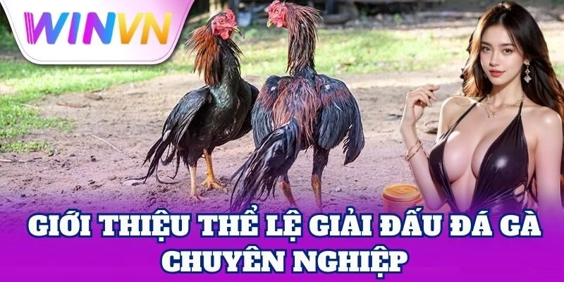 Giới thiệu thể lệ Giải Đấu Đá Gà chuyên nghiệp