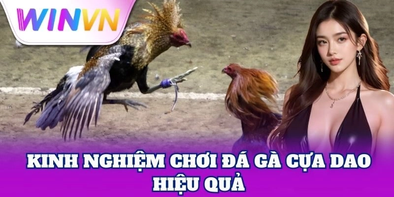 Cách tham gia đá gà cựa dao an toàn, hợp lý